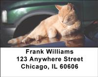 Ginger Cats Address Labels
