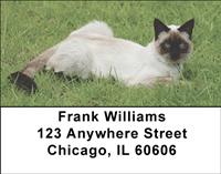 Frisky Siamese Address Labels