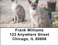 Frisky Siamese Address Labels
