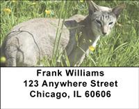 Frisky Siamese Address Labels