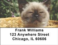 Kitty Basket Address Labels