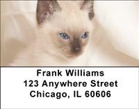 Siamese Kittens Address Labels
