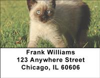 Siamese Kittens Address Labels