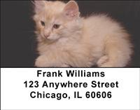 Bobtail Cats Address Labels