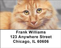 Bobtail Cats Address Labels