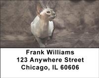 Sphynx Cats Address Labels
