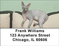 Sphynx Cats Address Labels