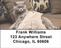Momma Cats Address Labels