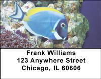 Surgeonfish Address Labels