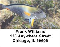 Surgeonfish Address Labels