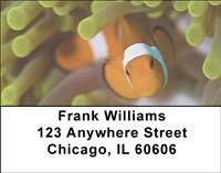 Clown Fish Address Labels