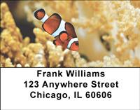 Clown Fish Address Labels