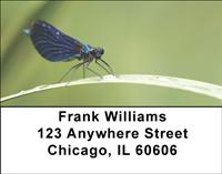 Blue Dragonflies Address Labels