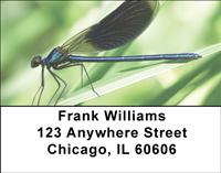 Blue Dragonflies Address Labels