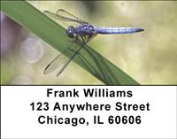Blue Dragonflies Address Labels