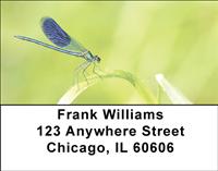Blue Dragonflies Address Labels