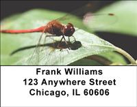 Red Dragonflies Address Labels