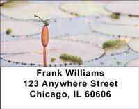 Perching Dragonfly Address Labels