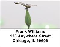 Perching Dragonfly Address Labels