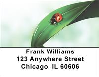 Cute As a Bug Address Labels