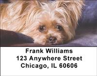 Adorable Yorkies Address Labels