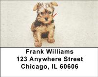 Yorkie Pups Address Labels