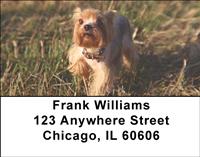 Yorkies Are Fun Address Labels