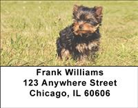 Playful Yorkies Address Labels