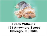 Playful Yorkies Address Labels