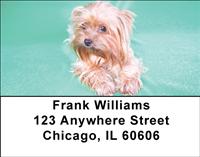 Playful Yorkies Address Labels