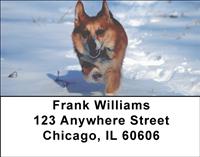 Corgis in the Snow Address Labels