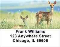 Whitetail Fawn Address Labels