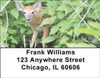 Whitetail Fawn Address Labels