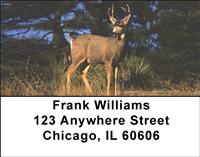 Wild Bucks Address Labels