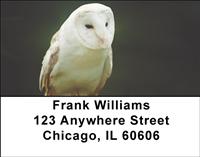 Barn Owls Address Labels