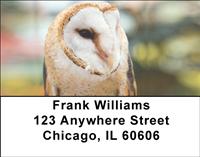 Barn Owls Address Labels