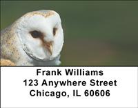 Barn Owls Address Labels