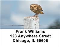 Burrowing Owls Address Labels