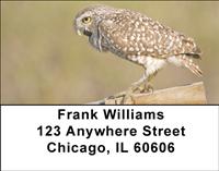 Burrowing Owls Address Labels