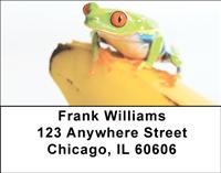 Frogs On Fruit Address Labels