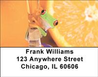Frogs On Fruit Address Labels