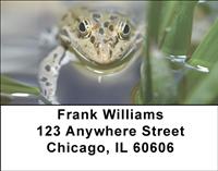 Frogs Keeping Cool Address Labels