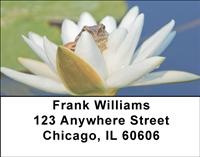 Frog On Lily Address Labels