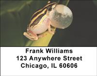 Puffed Up Frogs Address Labels