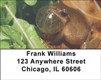 Puffed Up Frogs Address Labels