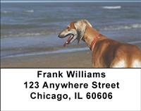Greyhounds On The Beach Address Labels