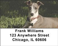 Greyhound Puppies Address Labels