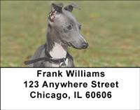 Greyhound Puppies Address Labels