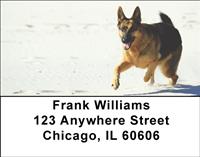German Shepherds On The Beach Address Labels