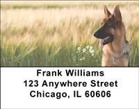 Alert German Shepherds Address Labels